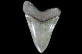Serrated, Fossil Megalodon Tooth - Georgia #108855-2
